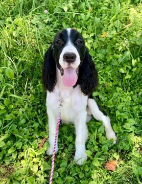 イングリッシュスプリンガースパニエル【埼玉県・男の子・2020年9月26日・ブラック&ホワイト】の写真「両親チャンピオン犬
元気ハツラツ天真爛漫な男の子」