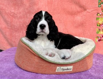 イングリッシュスプリンガースパニエル【埼玉県・女の子・2020年9月26日・ブラック&ホワイト】の写真「性格が明るく、とても元気な女の子です♪」