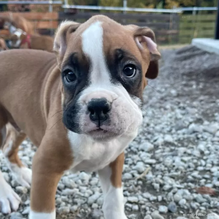 ID：2512-07278の子犬