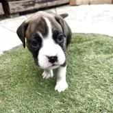 ボクサー