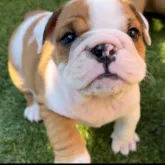 ブルドッグ【群馬県・男の子・2023年9月14日・レッド&ホワイト】の写真1