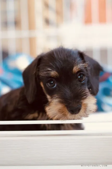 ID：1910-00810の子犬