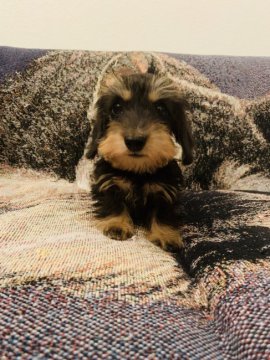 ミニチュアダックスフンド(ワイアー)【神奈川県・女の子・2019年8月11日・ブラックアンドタン】の写真「小さくて綺麗。甘えん坊」