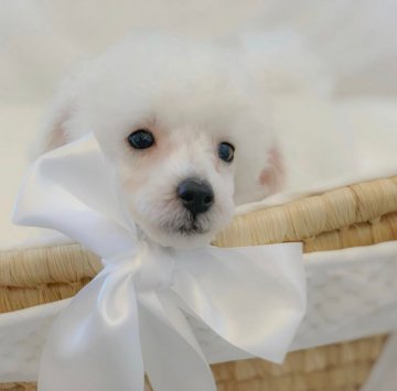 トイプードル(トイ)【神奈川県・男の子・2020年4月25日・ホワイト】の写真「コンパクトで爆毛の可愛い子」