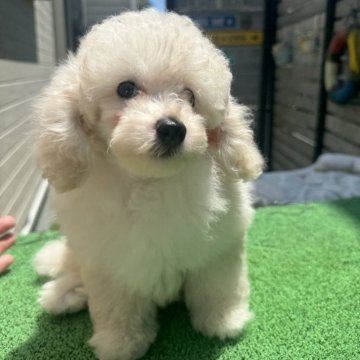 トイプードル(トイ)【神奈川県・男の子・2024年4月29日・ホワイト】の写真「色々なカットスタイルができる爆毛さん」