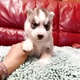 シベリアンハスキー【群馬県・女の子・2025年10月1日・シルバー&ホワイト】の写真10