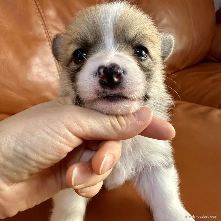 ID:2501-04754の子犬