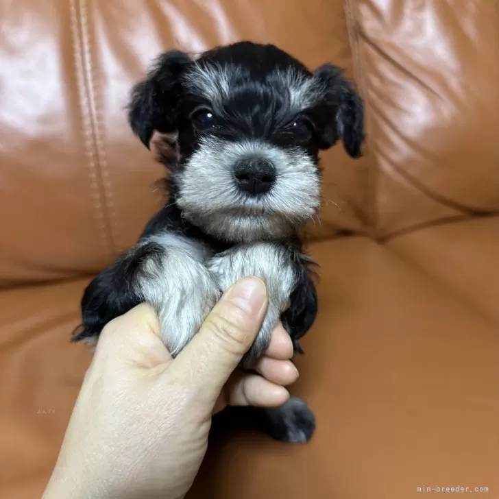 ID:2501-08103の子犬