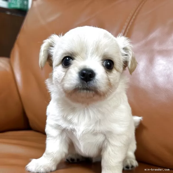 ID:2504-00388の子犬