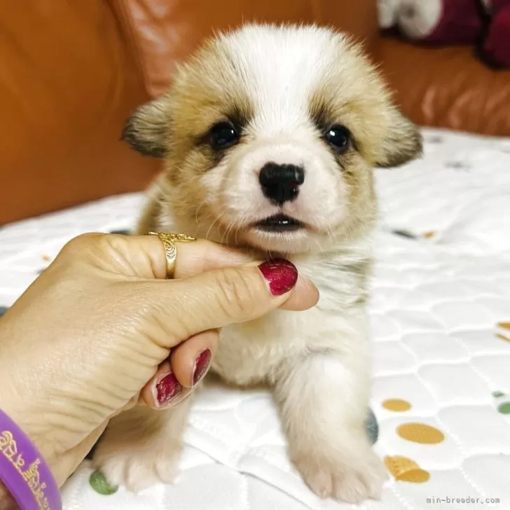 ウェルシュ・コーギー・ペンブローク【群馬県・女の子・2025年6月22日・レッド&amp;ホワイト】の写真1