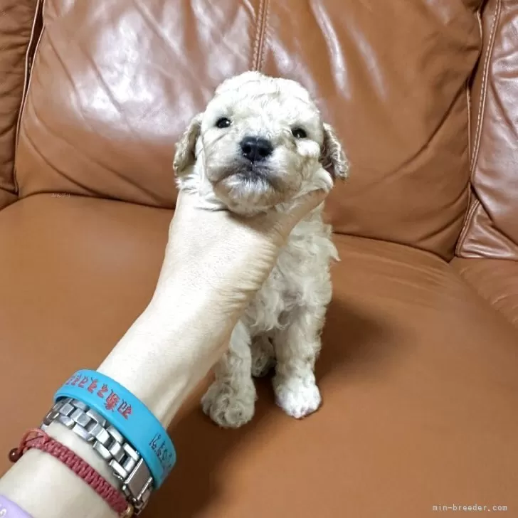 ID:2508-00531の子犬