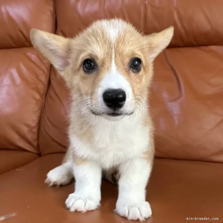 ID:2501-04680の子犬
