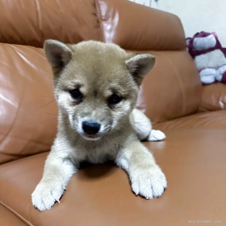 ID：2504-06962の子犬
