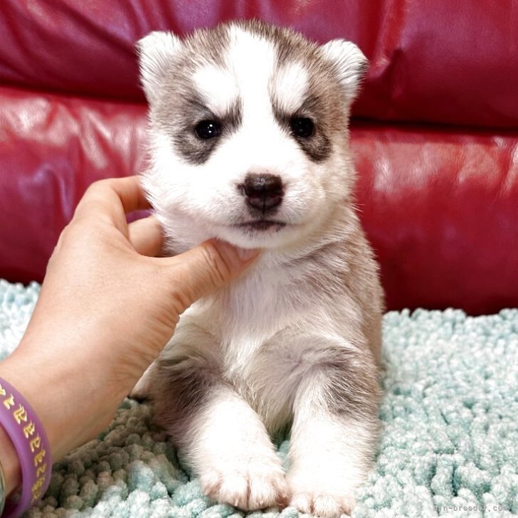 ブリーダー画像