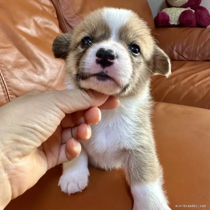 ID:2501-04756の子犬