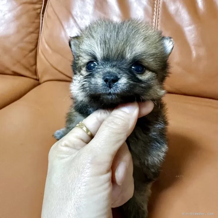 ID：2504-06931の子犬