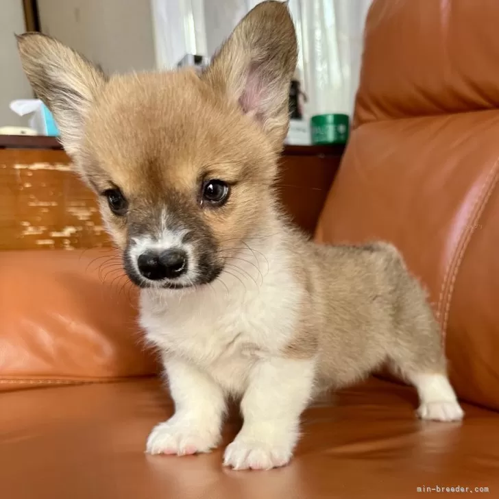 ID:2502-03288の子犬