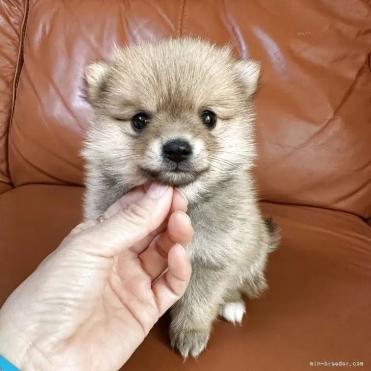 ID：2504-06862の子犬