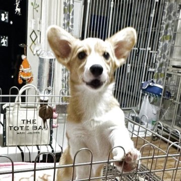 ウェルシュ・コーギー・ペンブローク【群馬県・女の子・2024年12月9日・レッド&ホワイト,】の写真「かわいい女の子です❤️」