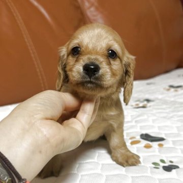 ミニチュアダックスフンド(ロング)【群馬県・女の子・2025年10月28日・イエロー】の写真「かわいい女の子です❤️」