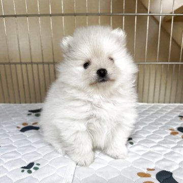 ポメラニアン【群馬県・女の子・2025年10月6日・クリーム】の写真「かわいい女の子です❤️」