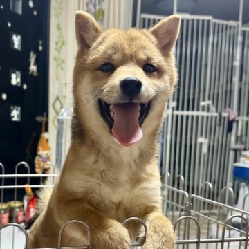 柴犬(豆柴)【群馬県・男の子・2024年9月25日・赤】の写真「可愛い男の子です😊❤️」