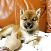 豆柴【群馬県・女の子・2025年9月16日・赤】の写真1