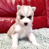 シベリアンハスキー