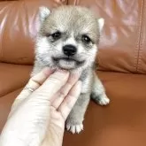 豆柴
