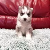 シベリアンハスキー【群馬県・女の子・2025年10月1日・シルバー&ホワイト】の写真2