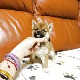 豆柴【群馬県・女の子・2025年9月16日・赤】の写真3