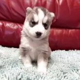 シベリアンハスキー【群馬県・女の子・2025年10月1日・シルバー&ホワイト】の写真3