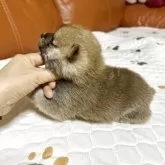 豆柴【群馬県・男の子・2025年10月28日・赤】の写真4