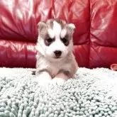 シベリアンハスキー【群馬県・女の子・2025年10月1日・シルバー&ホワイト】の写真6