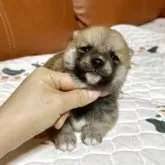 豆柴【群馬県・男の子・2025年10月28日・赤】の写真7