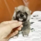 豆柴【群馬県・男の子・2025年10月28日・赤】の写真8