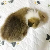 ウェルシュ・コーギー・ペンブローク【群馬県・女の子・2025年6月22日・レッド&ホワイト】の写真8