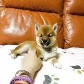 豆柴【群馬県・女の子・2025年9月16日・赤】の写真8