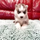 シベリアンハスキー【群馬県・女の子・2025年10月1日・シルバー&ホワイト】の写真9