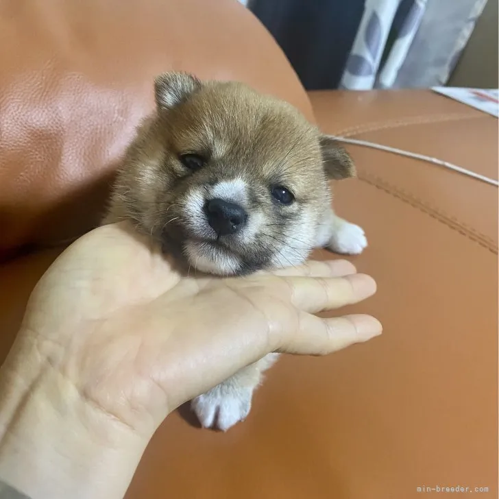 ID:2308-00007の子犬
