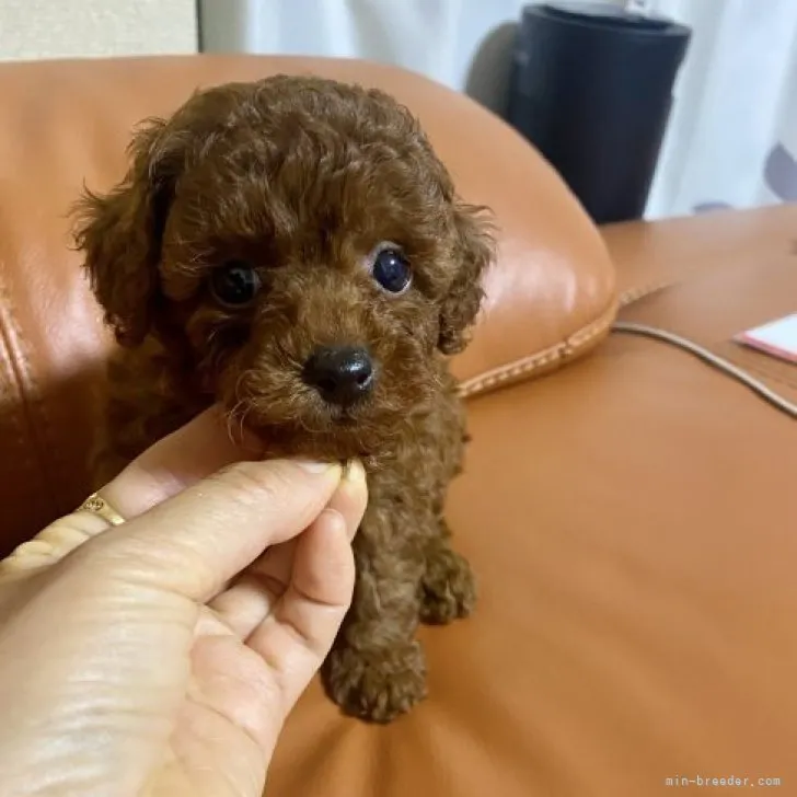 ID：2307-04501の子犬