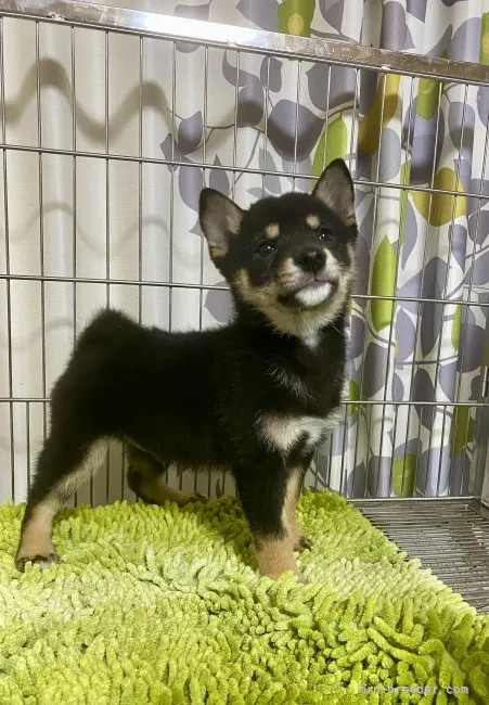 ID：2201-02129の子犬