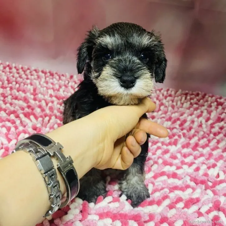 ID：2302-04364の子犬