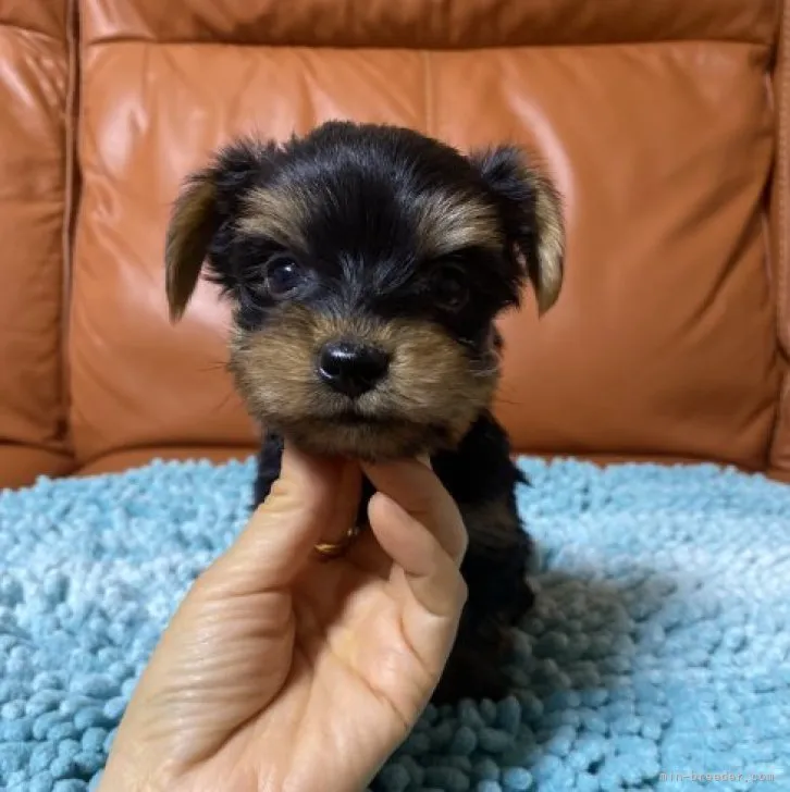 ID：2304-02863の子犬