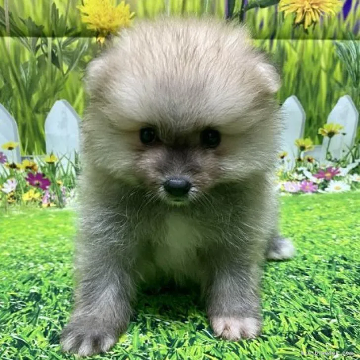 ID：2207-04281の子犬