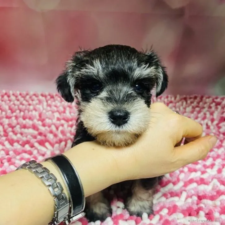 ID：2302-04363の子犬