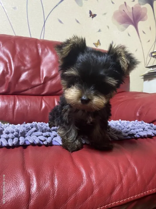 ID:2107-01895の子犬