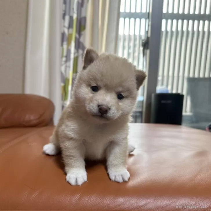ID：2405-01461の子犬