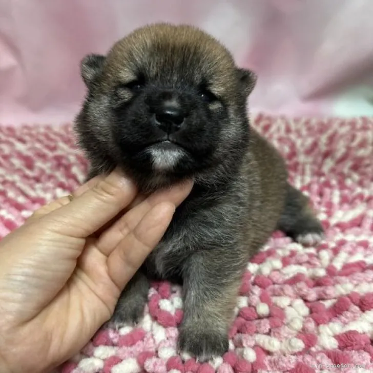 ID:2309-04662の子犬