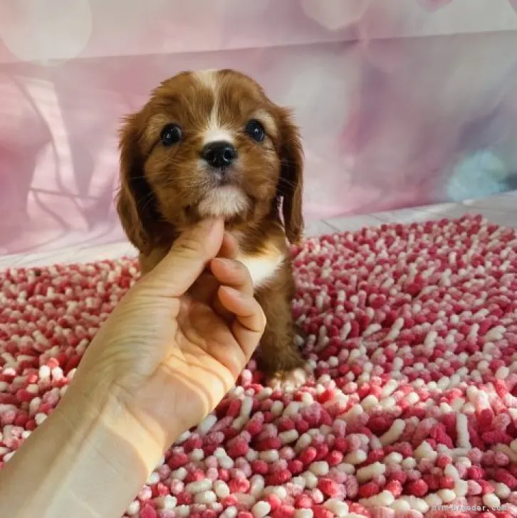 ID:2303-05670の子犬